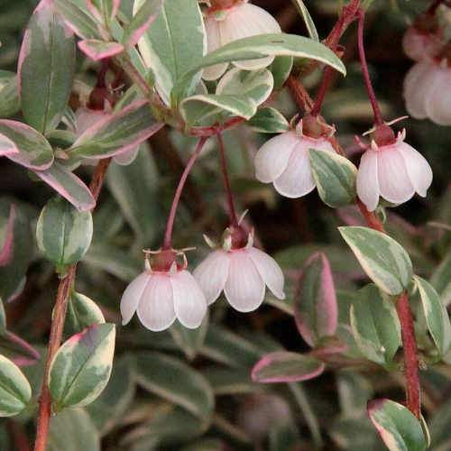  Ugni Molinae Flambeau