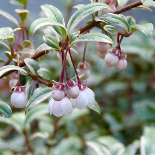  Ugni Molinae Flambeau