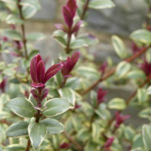  Ugni Molinae Flambeau