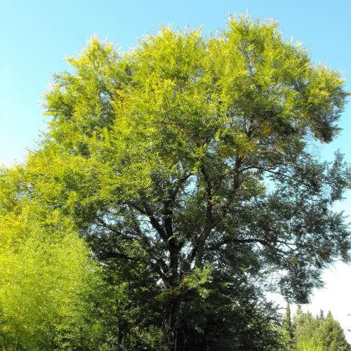  Ulmus Sapporo Autumn Gold - Golden Elm