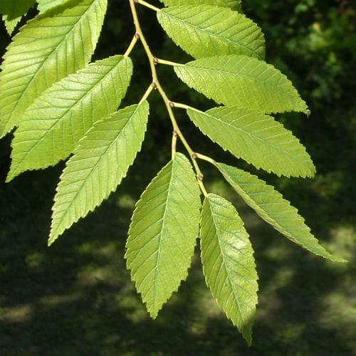  Ulmus Sapporo Autumn Gold - Golden Elm