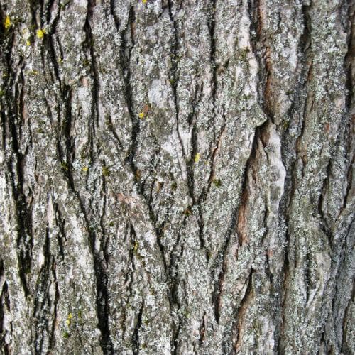  Ulmus Sapporo Autumn Gold - Golden Elm