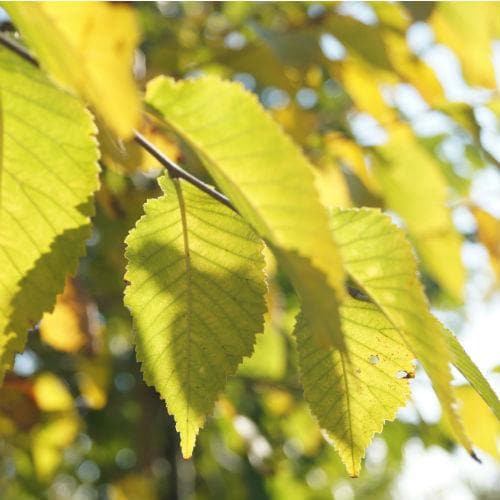  Ulmus Sapporo Autumn Gold - Golden Elm