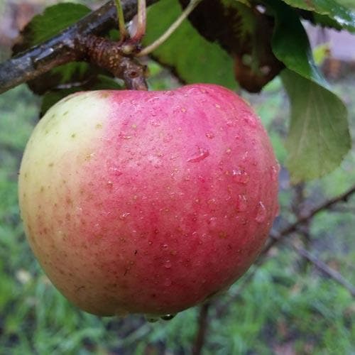  Apple Uncle John's Cooker