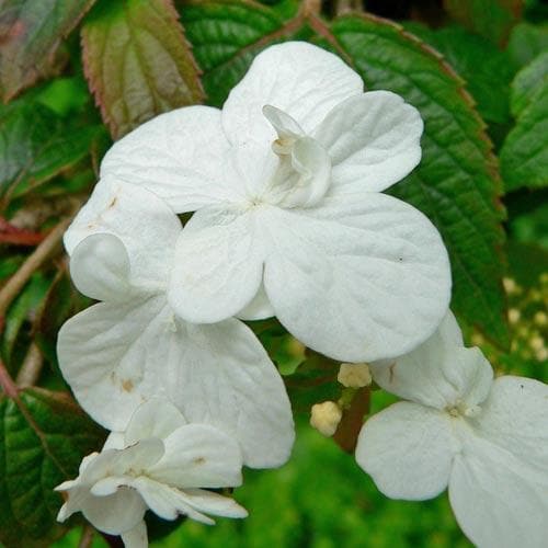  Viburnum Plicatum Shasta