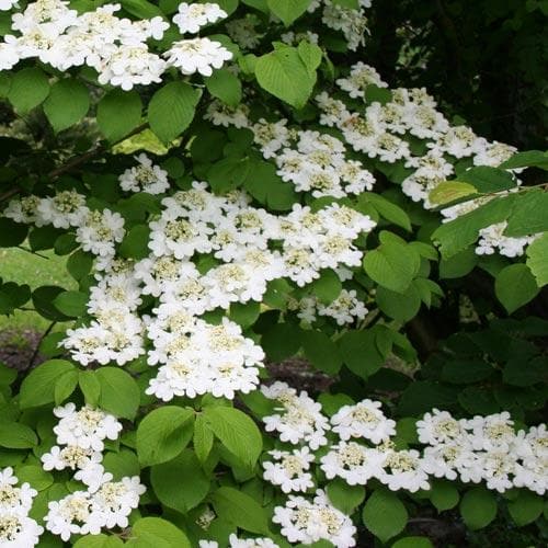  Viburnum Plicatum Shasta