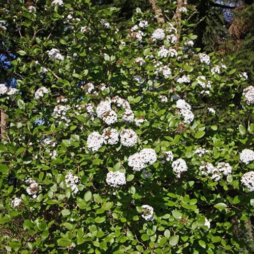  Viburnum X Burkwoodii Anne Russell