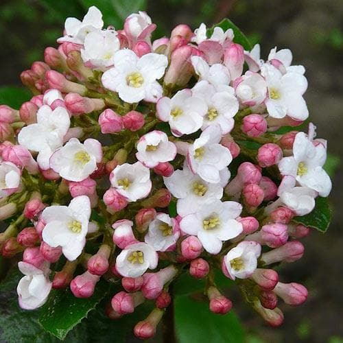  Viburnum X Burkwoodii Anne Russell