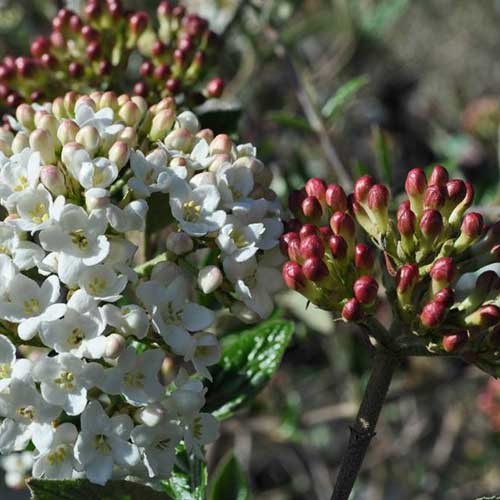  Viburnum X Burkwoodii Mohawk