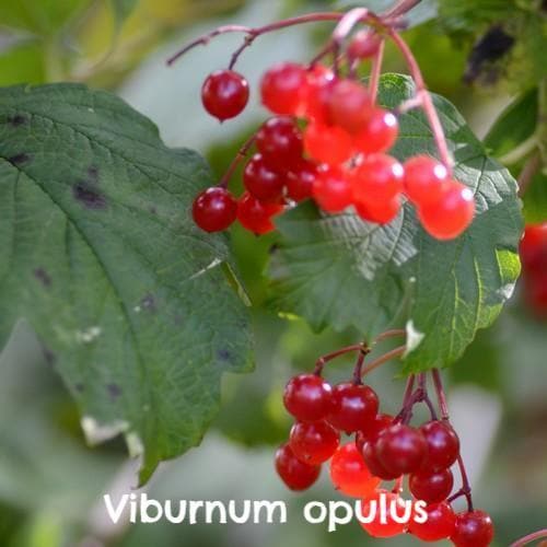  Native Wildlife Fruiting Hedge Mix