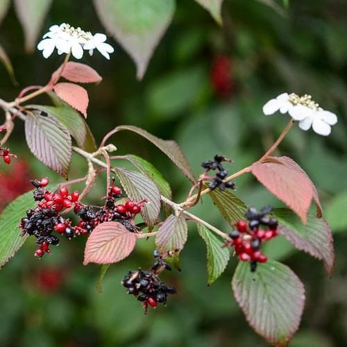  Viburnum Plicatum Dart's Red Robin