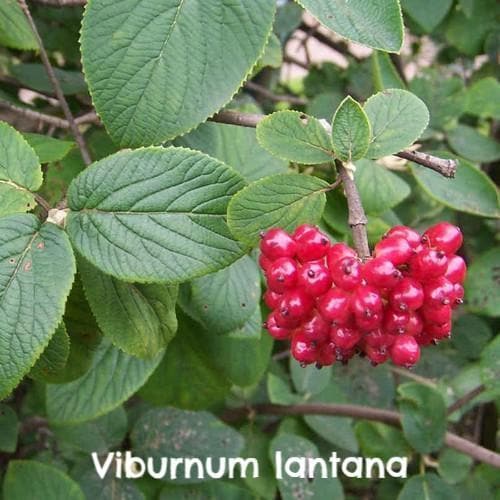  Native Wildlife Fruiting Hedge Mix