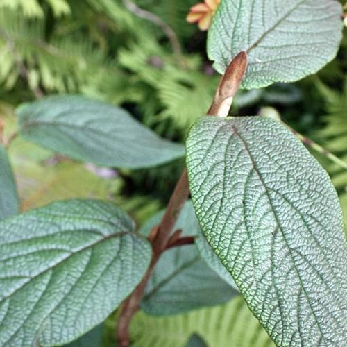  Viburnum Rhyditophyllum Willowood
