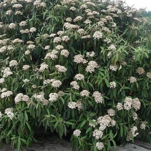  Viburnum Rhyditophyllum Willowood