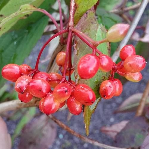  Viburnum Setigerum