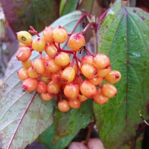  Viburnum Setigerum