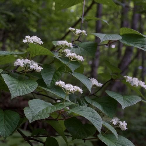  Viburnum Wrightii