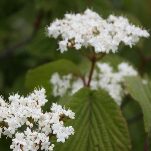  Viburnum Wrightii