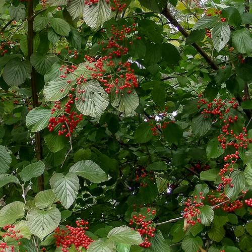  Viburnum Wrightii