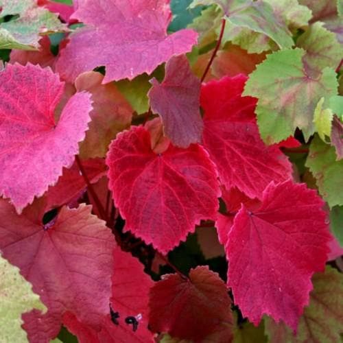  Vitis Coignetiae