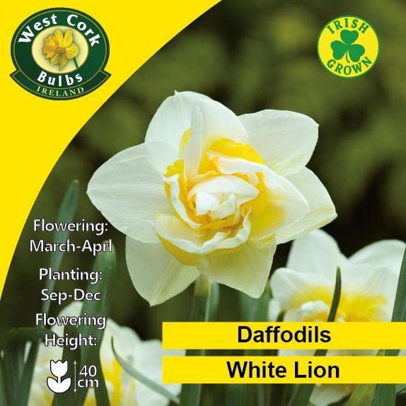  Daffodil White Lion