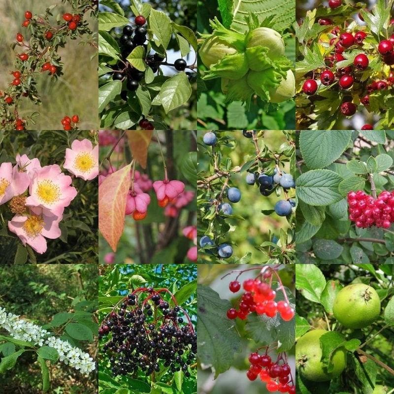  Native Wildlife Fruiting Hedge Mix