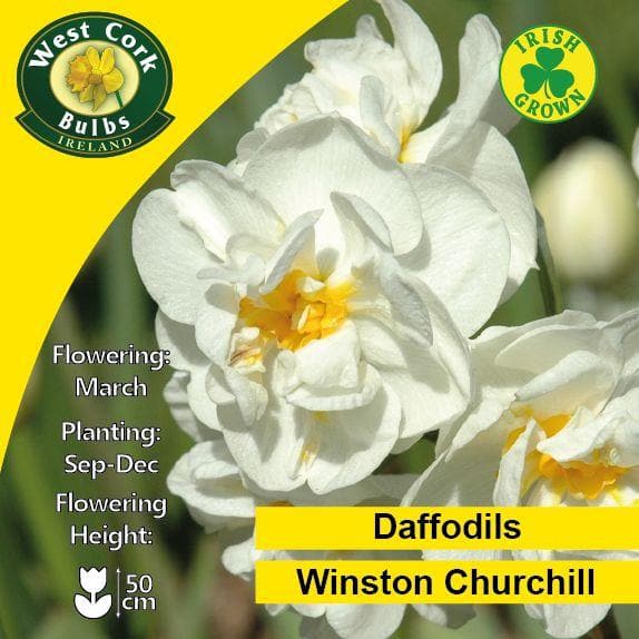  Daffodil Winston Churchill