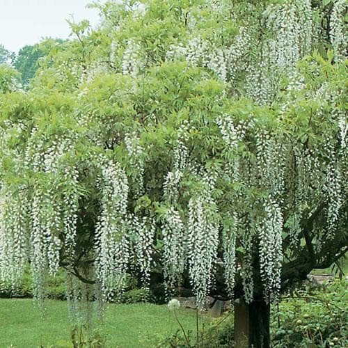  Wisteria Floribunda Longissima Alba (Shiro-noda)