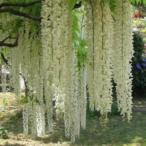  Wisteria Floribunda Longissima Alba (Shiro-noda)
