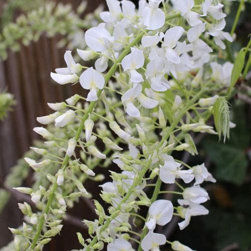  Wisteria Floribunda Longissima Alba (Shiro-noda)