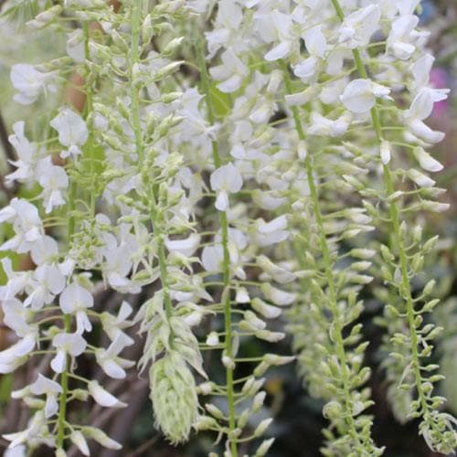  Wisteria Floribunda Longissima Alba (Shiro-noda)