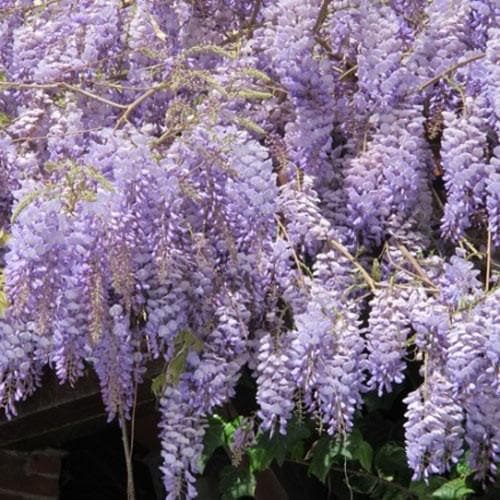  Wisteria Sinensis