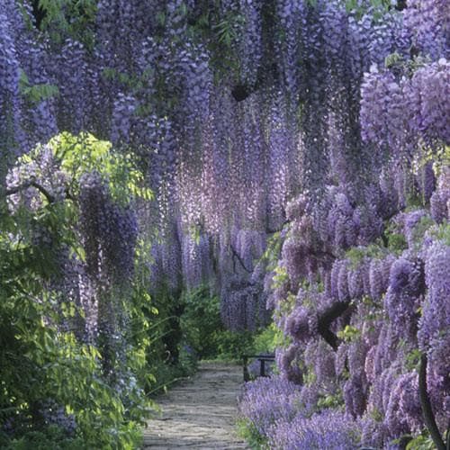  Wisteria Sinensis