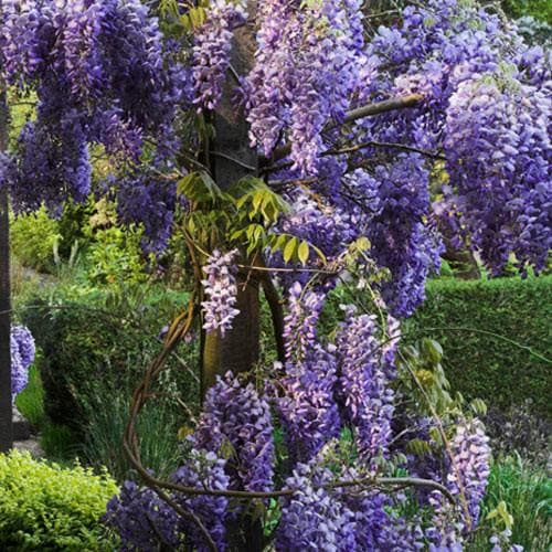  Wisteria Sinensis