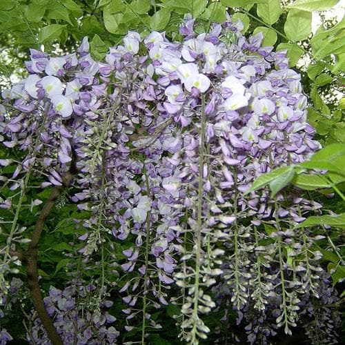  Wisteria Sinensis