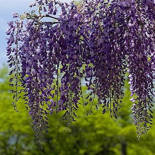  Wisteria Sinensis Boskoop