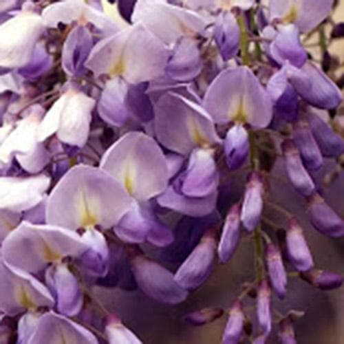  Wisteria Sinensis Boskoop