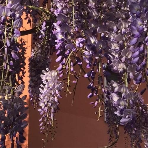  Wisteria Sinensis Boskoop