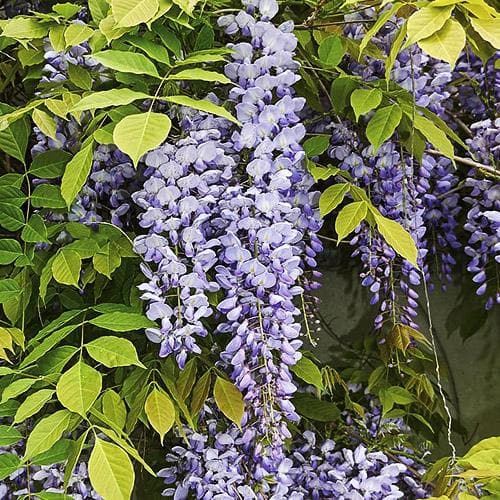  Wisteria Sinensis Prolific