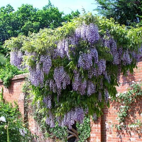  Wisteria Floribunda Domino