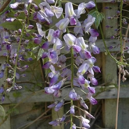  Wisteria Floribunda Domino