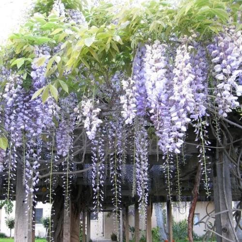  Wisteria Floribunda Domino
