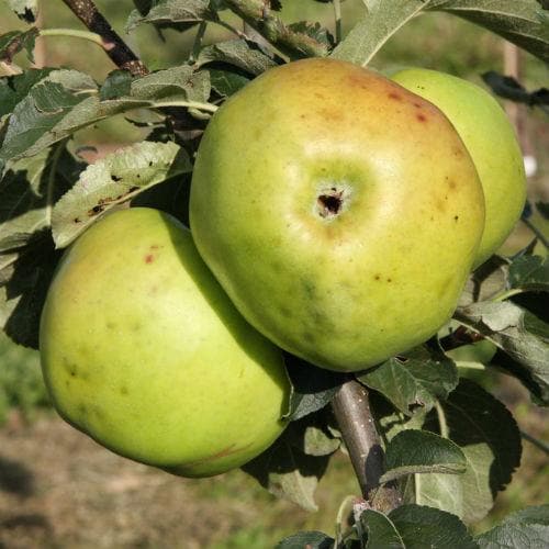  Apple Yellow Ingestrie