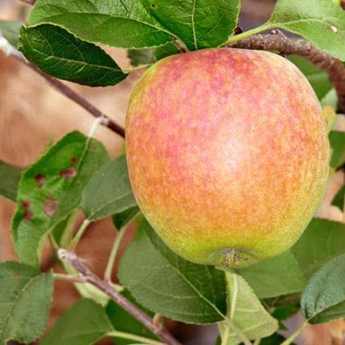  Apple American Mother