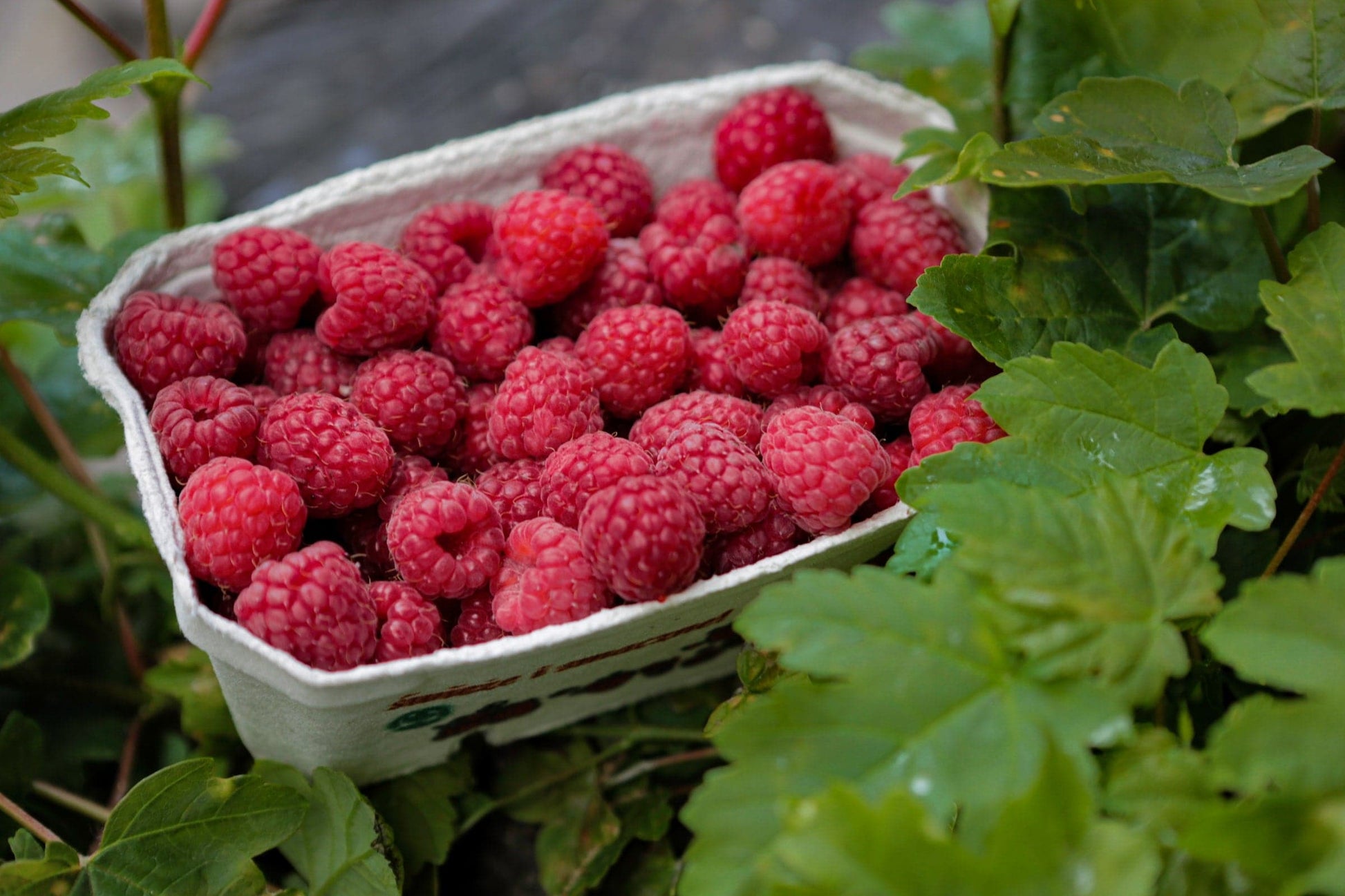 Raspberry Octavia - Summer Fruiting