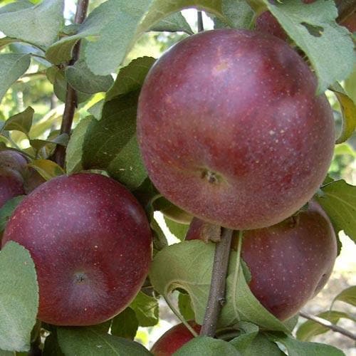  Apple Api Noir