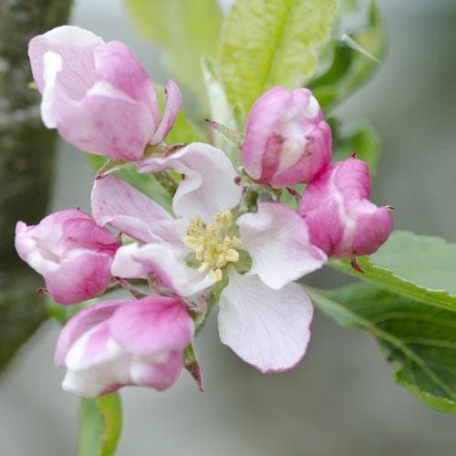  Apple Camelot