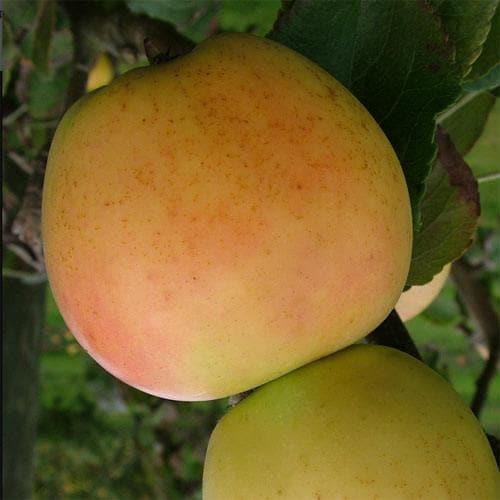  Apple Arthur Turner