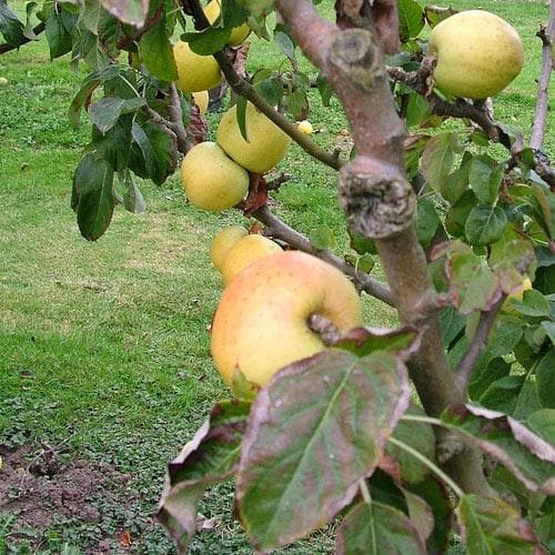  Apple Arthur Turner