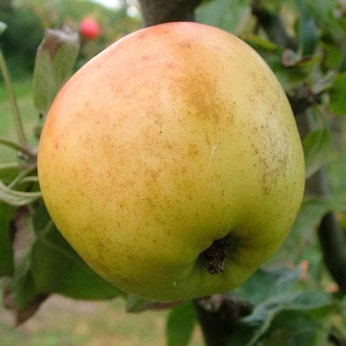  Apple Arthur Turner